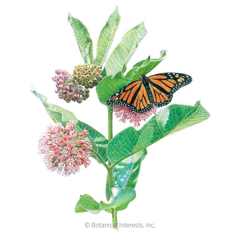 Milkweed/Butterfly Flower Common Organic Heirloom