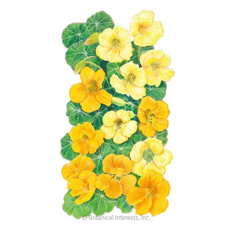 Nasturtium Butterscotch Small Packet 3 grams