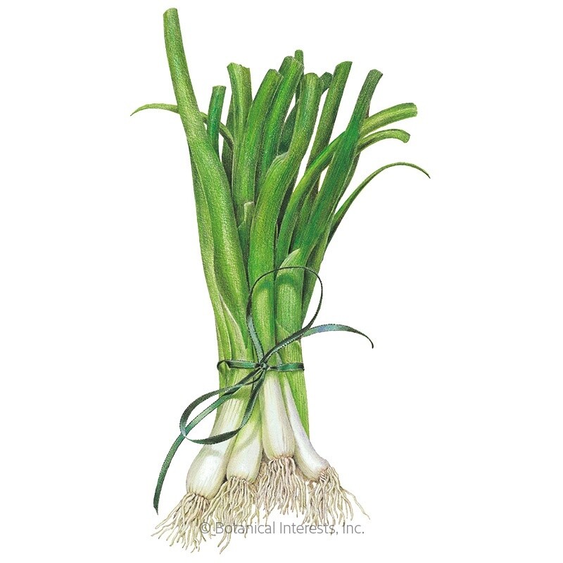 Onion Bunching (white) Lisbon