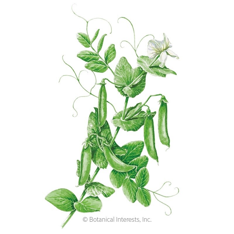 Pea Snap Sugar Snap Organic Large Packet 50 grams