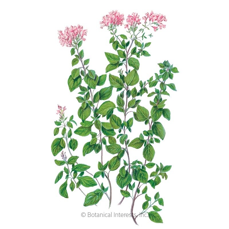 Oregano Common Organic Heirloom