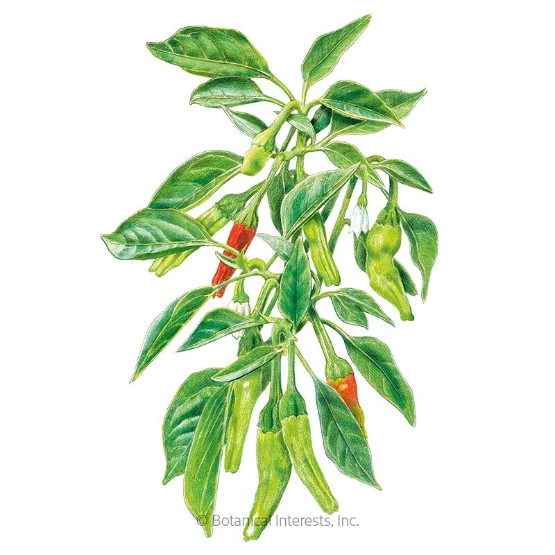 Pepper Chile Shishito Organic Heirloom
