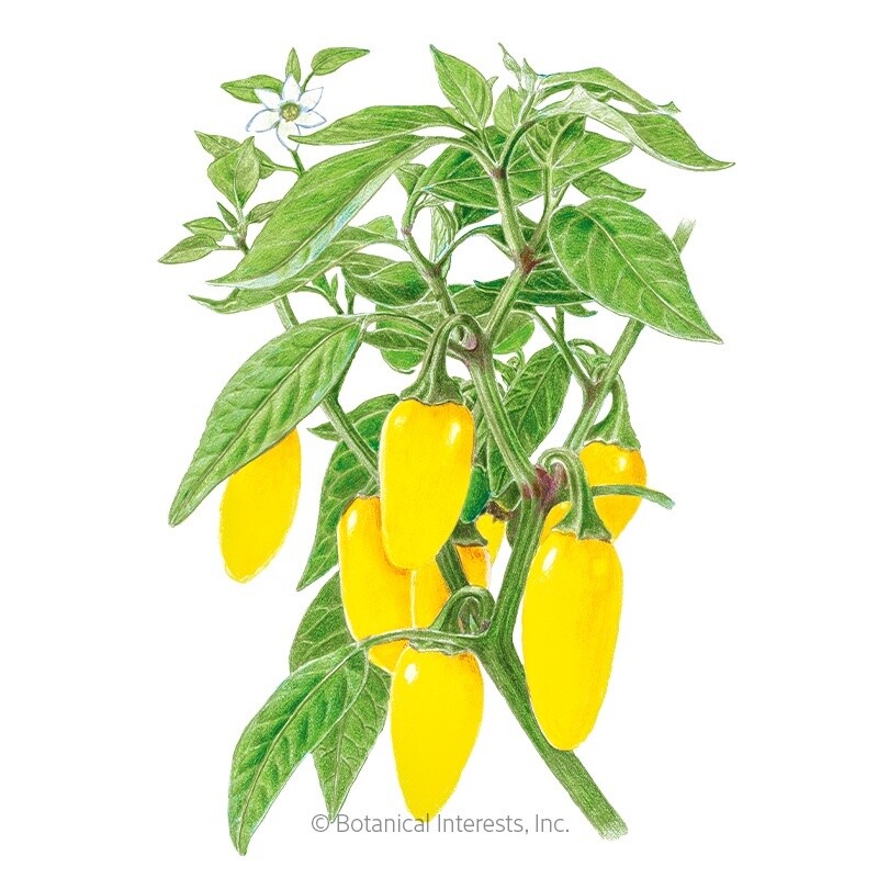 Pepper Chile Jalapeno Spice Lemon NuMex Organic