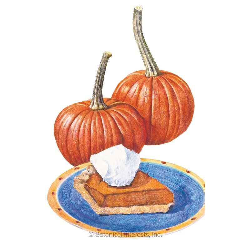 Pumpkin Sugar Pie Organic