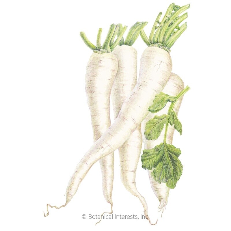 Radish Daikon (white) Organic Heirloom