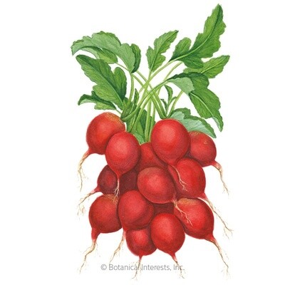 Radish Cherry Belle Organic Heirloom