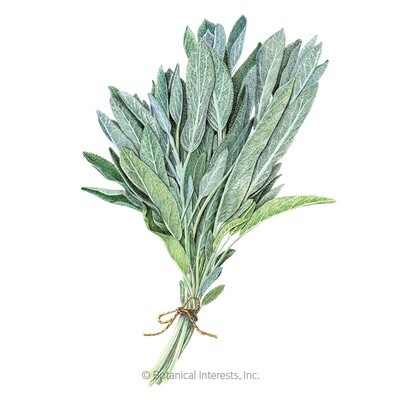 Sage Broadleaf Organic Heirloom