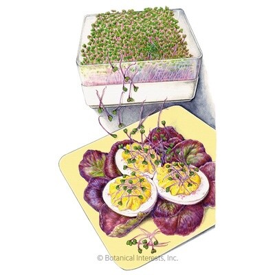 Sprouts Purple Kohlrabi Organic