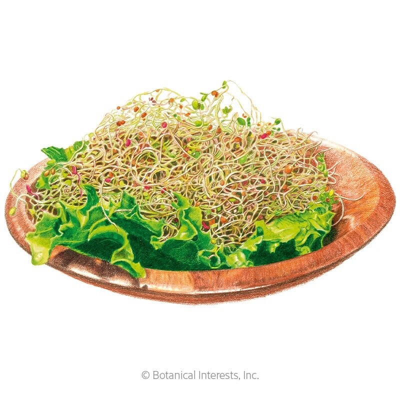 Sprouts Salad Mix Organic
