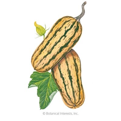 Squash Winter Delicata Organic