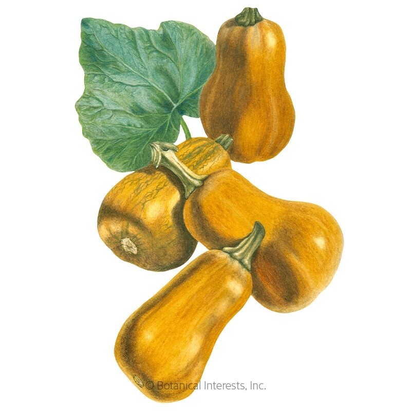Squash Winter Honeynut Organic