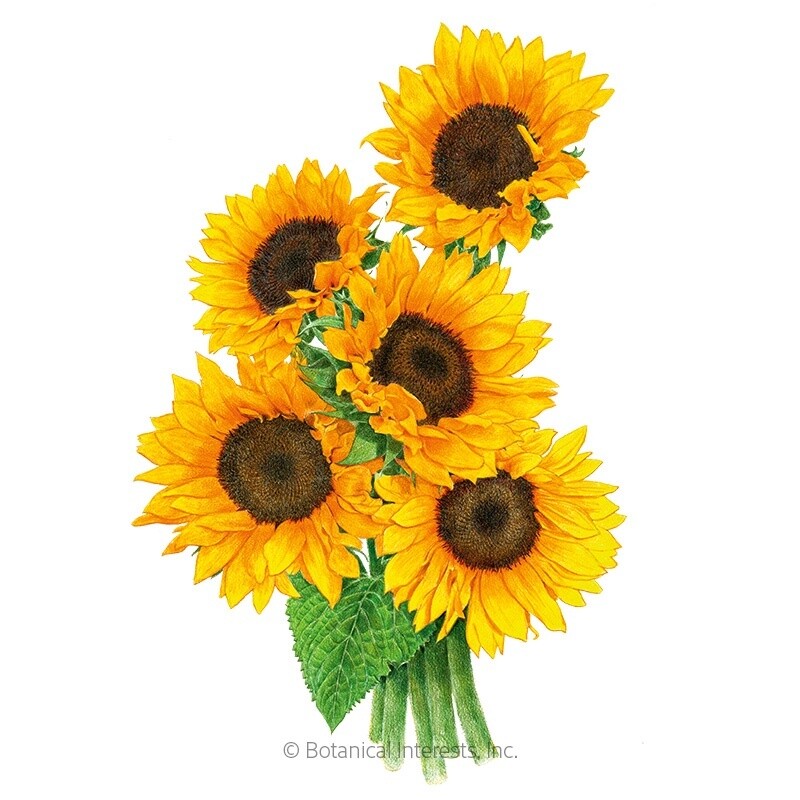 Sunflower Zohar hybrid Organic