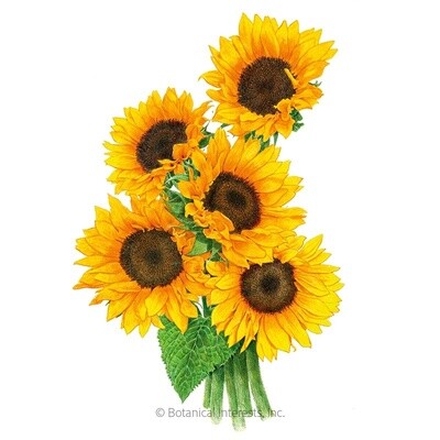Sunflower Zohar hybrid Organic