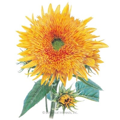 Sunflower Goldy Honey Bear Organic