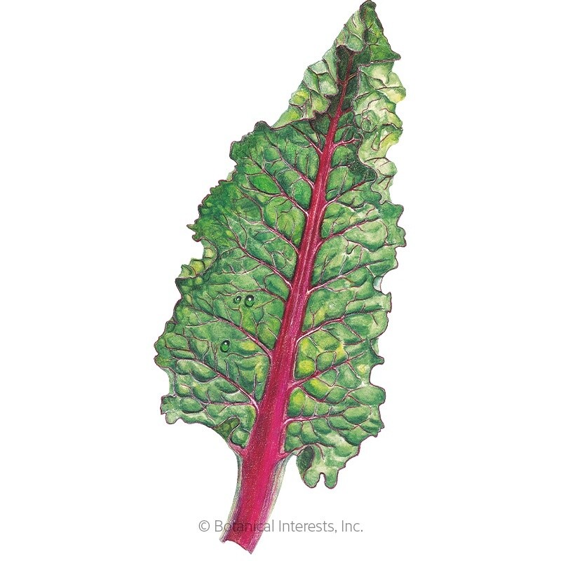 Swiss Chard Ruby Red Organic Heirloom