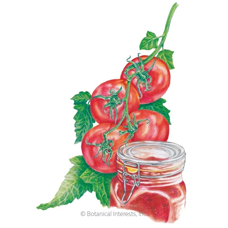 Tomato Bush Ace Organic Heirloom