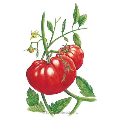 Tomato Pole Beefsteak Organic Heirloom