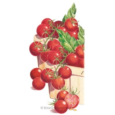 Tomato Cherry Sweetie Pole Organic