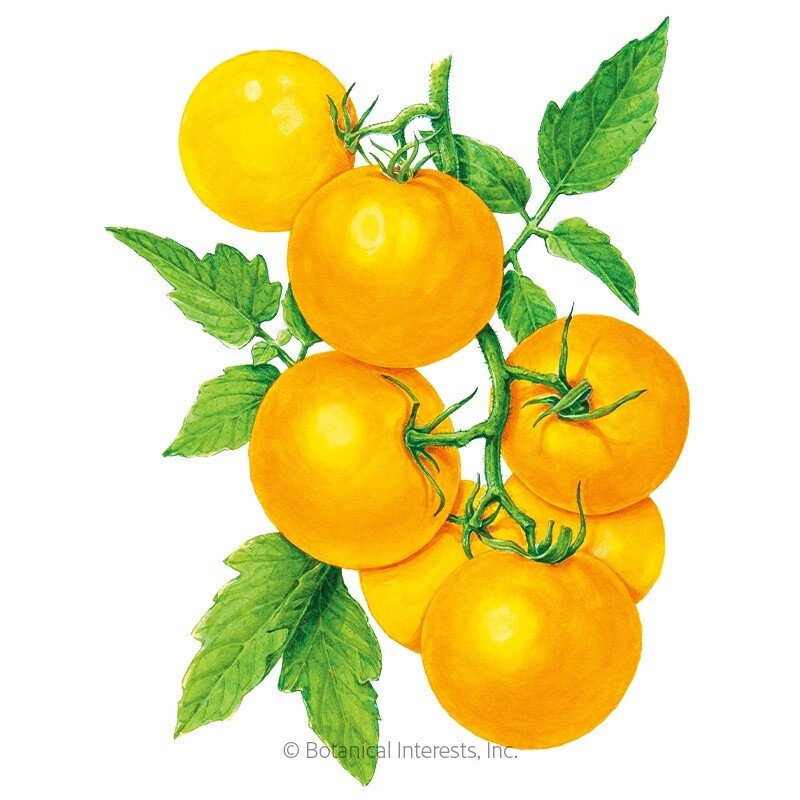 Tomato Golden Jubilee Pole Heirloom