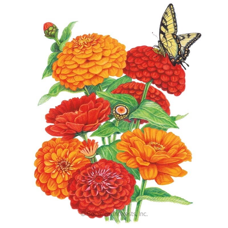 Zinnia Fireball Blend