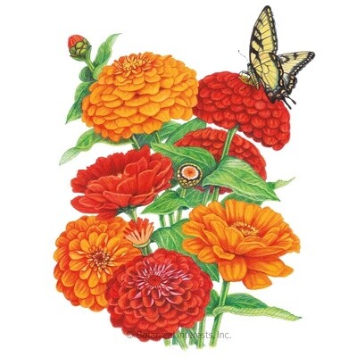 Zinnia Fireball Blend