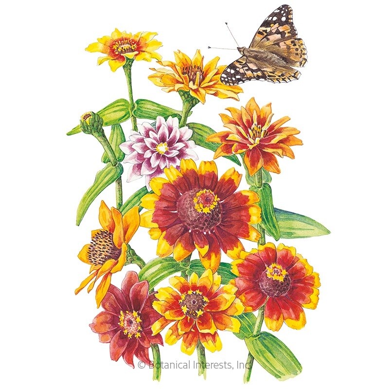 Zinnia Persian Carpet Heirloom
