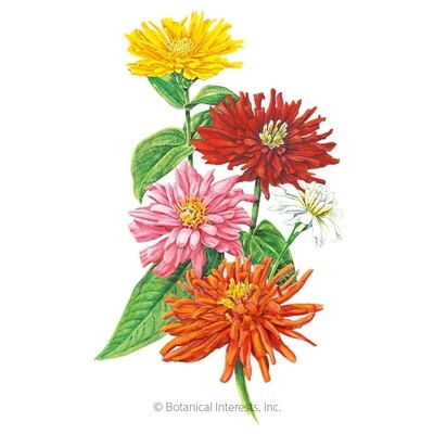 Zinnia Cactus Flower Blend Heirloom