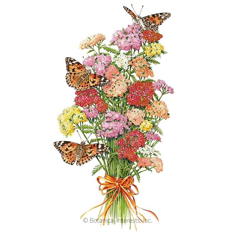 Yarrow Colorado Blend