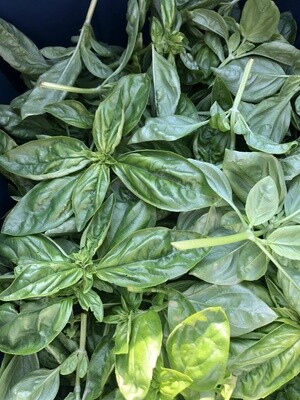 Basil - Italian Mountain