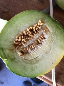 Cantelope - Ha Ogen Melon