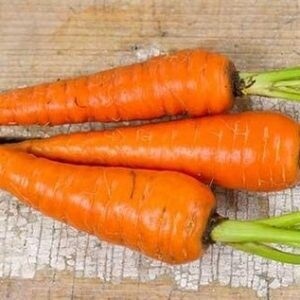Carrot, Orange - Scarlet Keeper