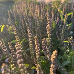 Herb - Tulsi (Holy) - (Basil)