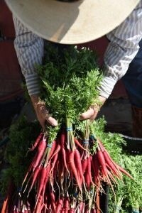 Carrot, Purple - Purple Dragon