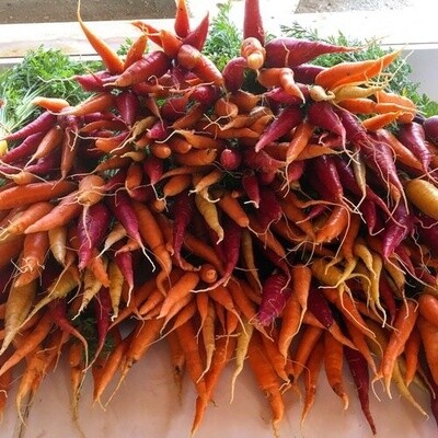 Carrot - Rouge Sang Violette (Purple)
