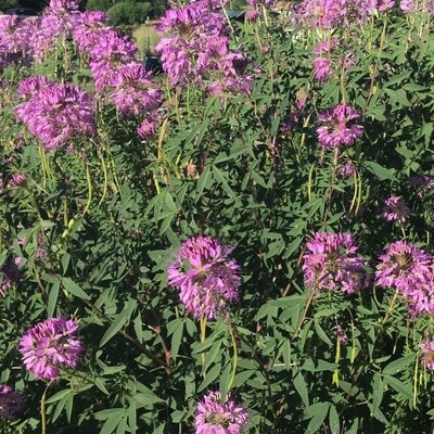 Cleome - Rocky Mountain Bee plant