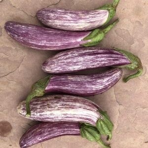 Eggplant - Tsakoniki