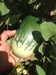 Eggplant - Navdanya