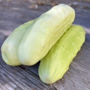 Cucumber - Silver Sliver