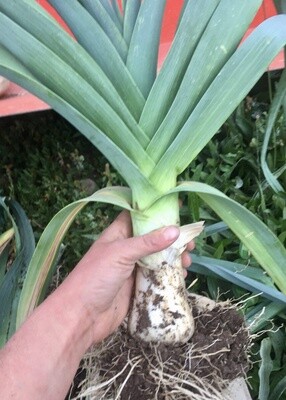 Leek - Giant Musselburg Leek