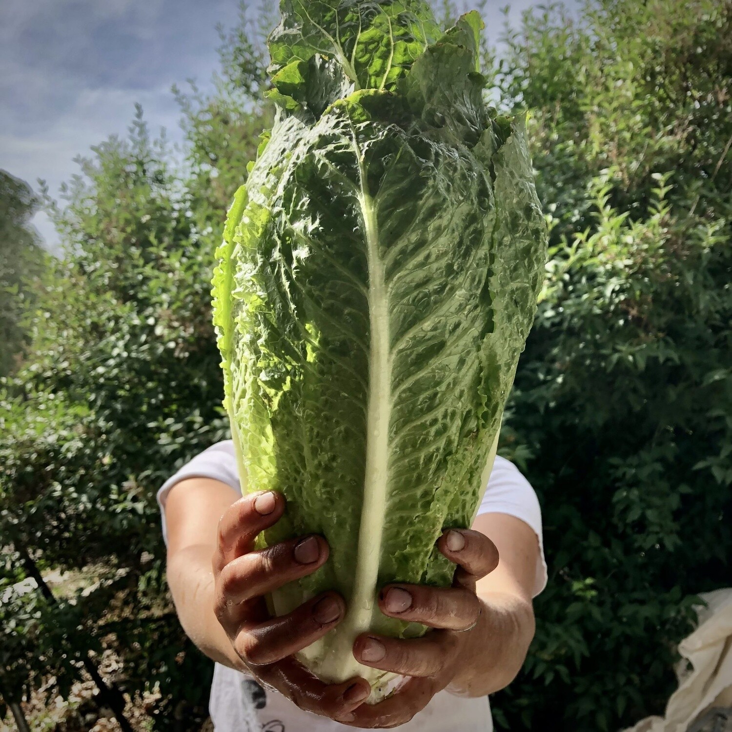 Lettuce, Romaine Jericho
