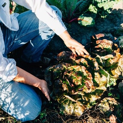 Lettuce, Butterhead - Carmona