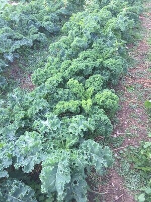 Kale - Alive Vates Reverb