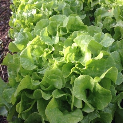 Lettuce - Galisse (Butterhead)