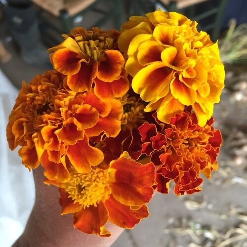 Marigold -  Mentawai Population
