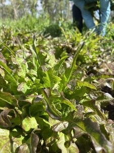 Lettuce, Oakleaf - Bronze Arrow