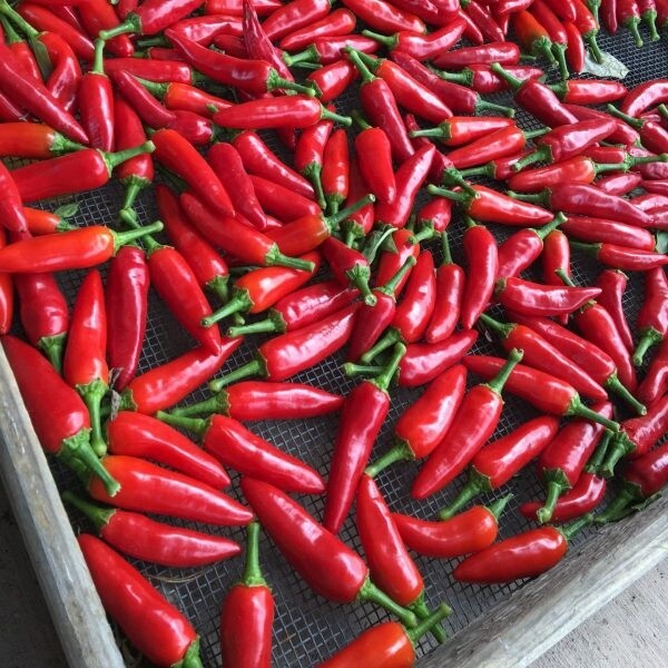 Pepper - Cafram (Hot)
