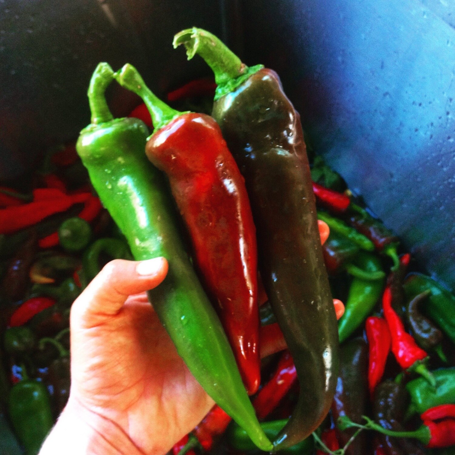 Pepper - Chilie Mosco (Hot)