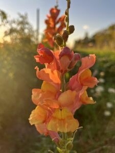 Snapdragon - Sunset Mix