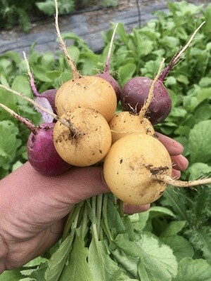 Radish - Helios