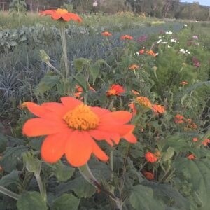 Tithonia - Mexican Torch